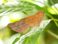 Cirrochroa malaya
