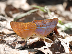 Cirrochroa malaya