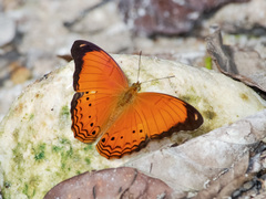 Cirrochroa emalea