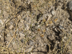 Fagonia laevis