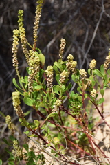 Stackhousia spathulata