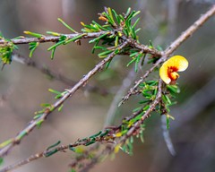 Dillwynia ramosissima