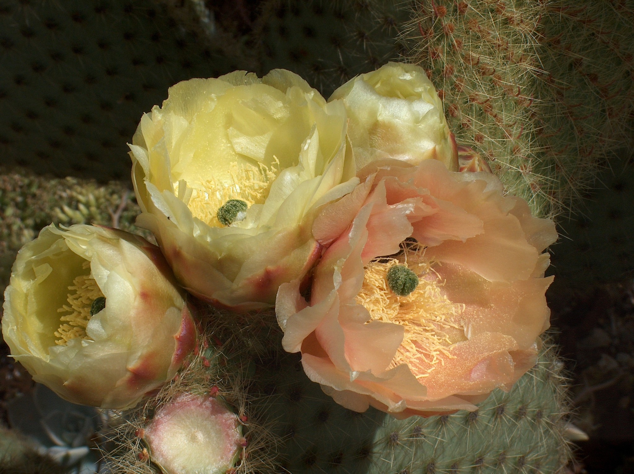 Opuntia scheeri