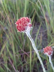 Helichrysum keilii