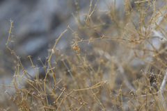 Fagonia laevis