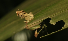 Pagodiella