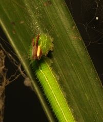 Elymnias hypermnestra