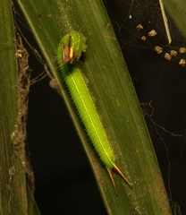 Elymnias hypermnestra