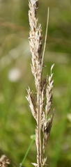 Poa billardierei