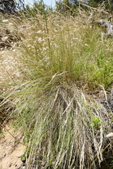 Poa billardierei