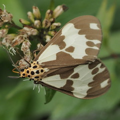 Nyctemera carissima