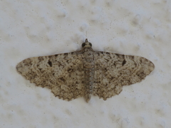 Eupithecia semigraphata