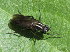 Thereva albovittata