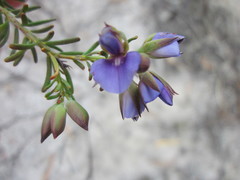 Gompholobium confertum