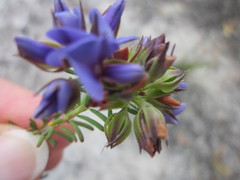 Gompholobium confertum