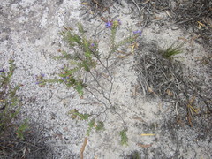 Gompholobium confertum