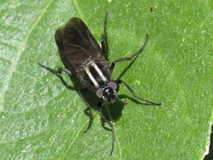 Thereva albovittata