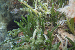 Caulerpa simpliciuscula