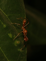 Myrmaplata plataleoides