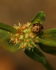 Spermatodes variolosus