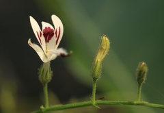 Andrographis