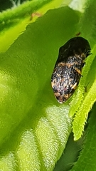 Rugacmaeodera