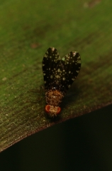 Homoneura trypetoptera