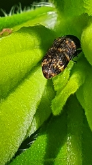 Rugacmaeodera