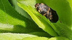 Rugacmaeodera