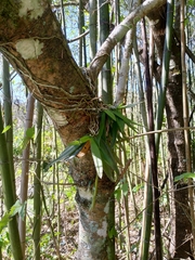 Thrixspermum saruwatarii