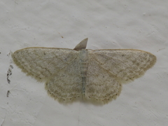 Idaea subsericeata
