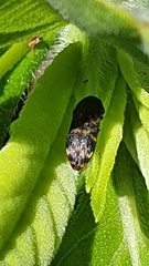 Rugacmaeodera