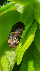 Rugacmaeodera