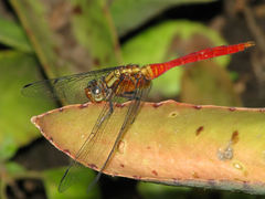 Orthetrum villosovittatum