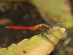 Orthetrum villosovittatum