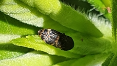 Rugacmaeodera
