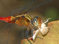 Orthetrum villosovittatum