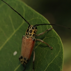 Glenea spilota