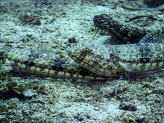 Synodus variegatus