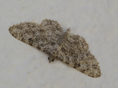 Eupithecia semigraphata
