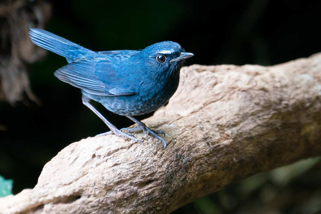 Himalayan Shortwing (Brachypteryx cruralis) photo