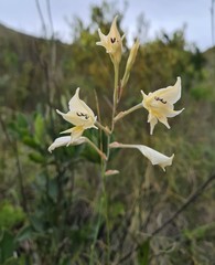 Gladiolus uitenhagensis