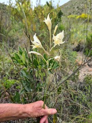 Gladiolus uitenhagensis