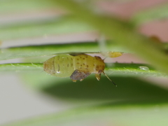 Acizzia jamatonica