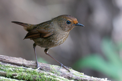 Brachypteryx cruralis