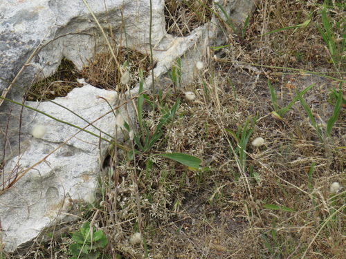 Image of Cerastium capense by (c) Jeremy Gilmore, some rights reserved (CC BY)