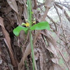 Secamone parvifolia