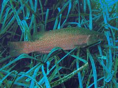 Labrus viridis