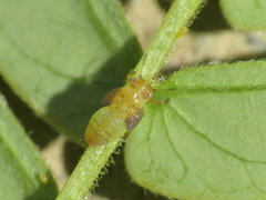 Acizzia jamatonica