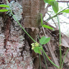 Secamone parvifolia